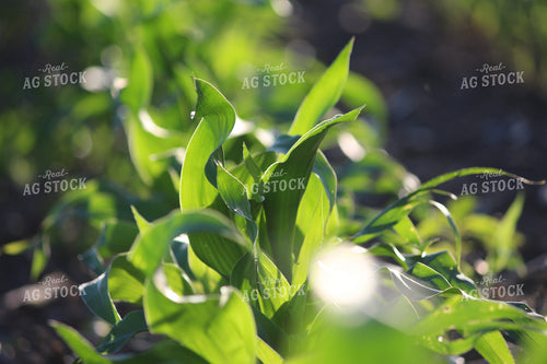 Early Season Corn 209012
