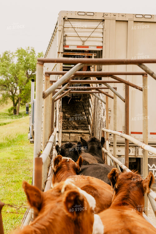 Loading Cattle 207020