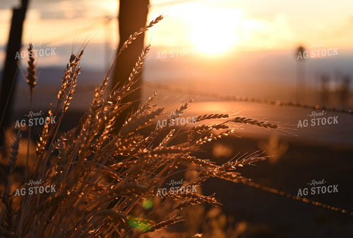 Straw in the Sunset 253014