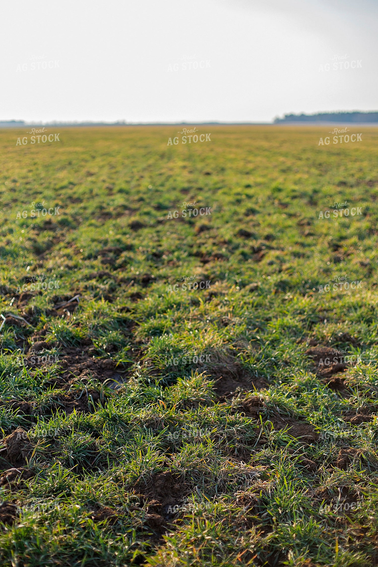 Midseason Rye 93263