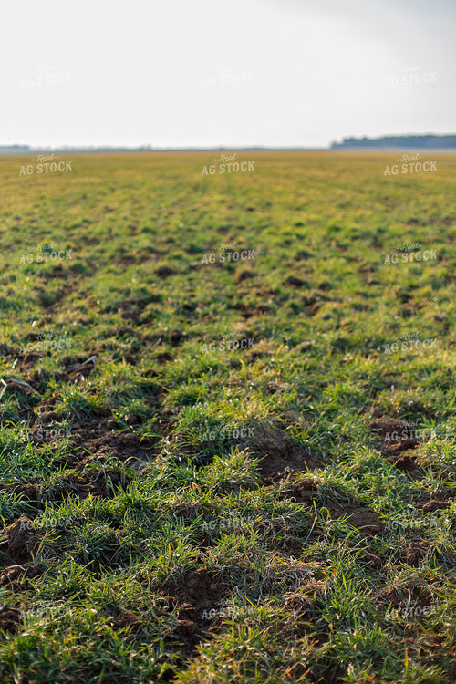 Midseason Rye 93263