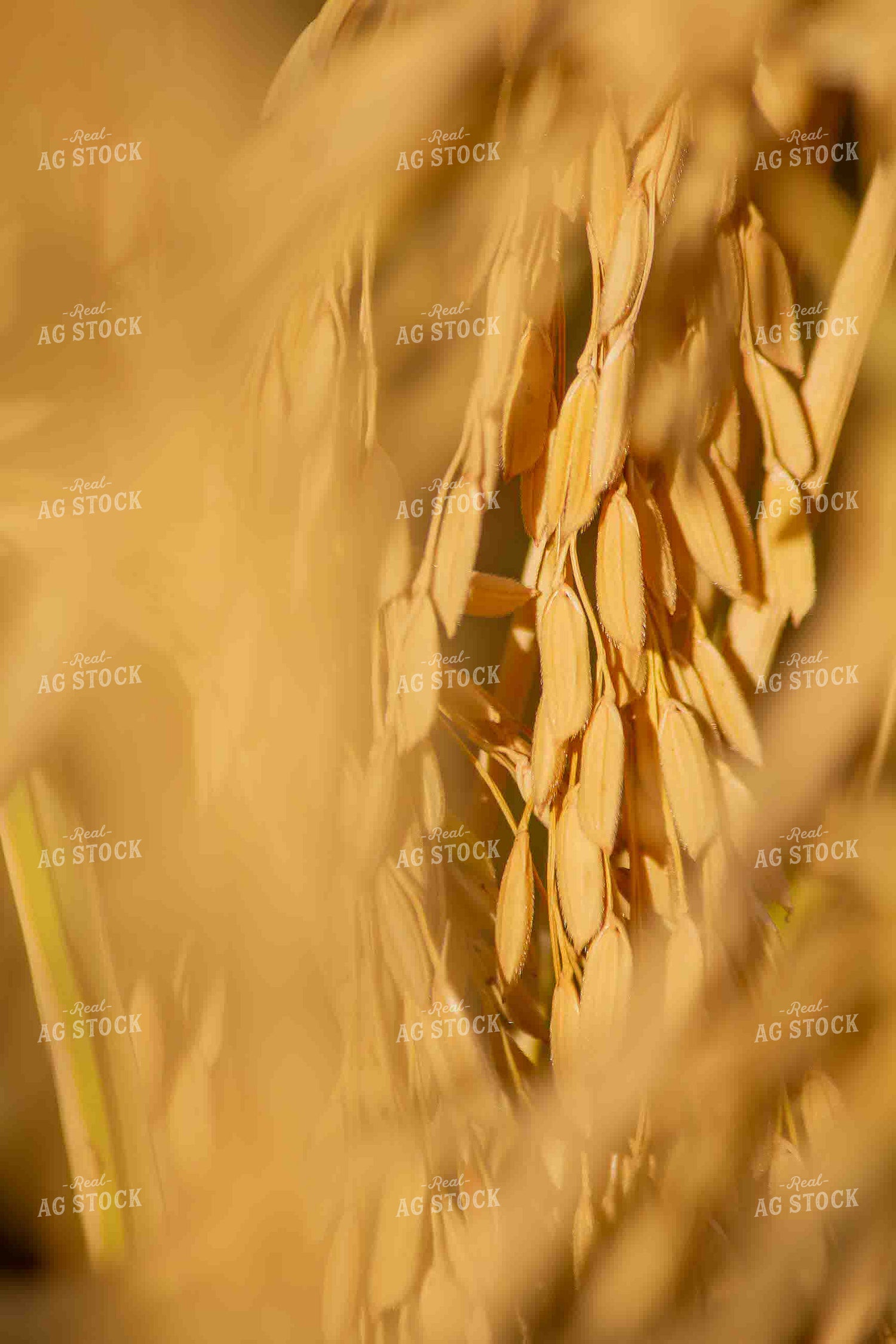 Rice Close Up 291061