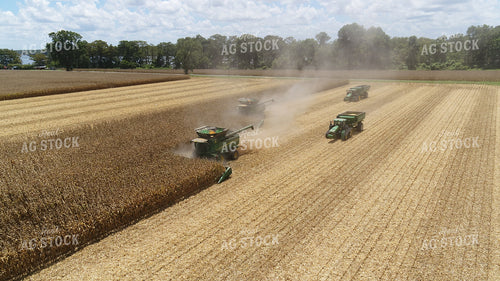 Corn Harvest 80029