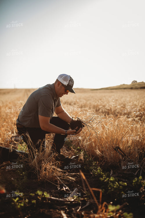 Farmer Agronomist with Soil in Soybean and Rye Cover Crop Field 5818