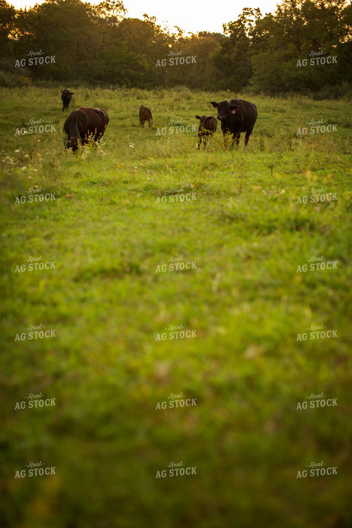 Cattle 2432