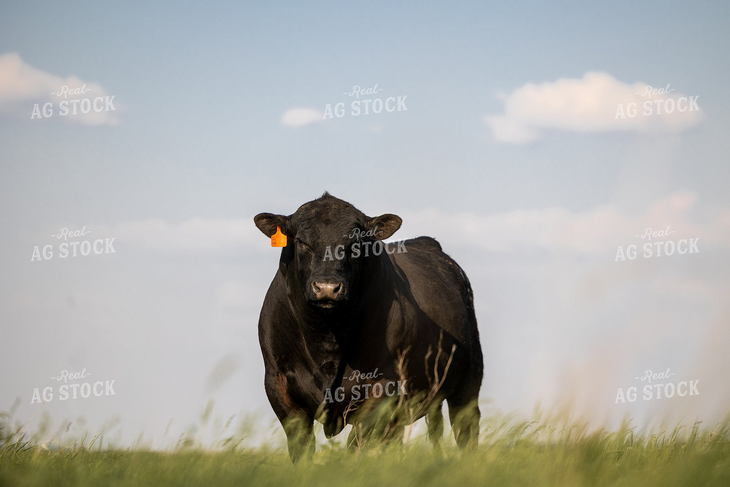 Angus Bull 72176