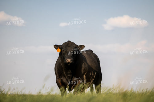Angus Bull 72176