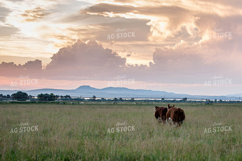 Hereford Cattle in Pasture with Irrigation 81025