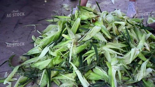Family Shucking Sweet Corn - 246