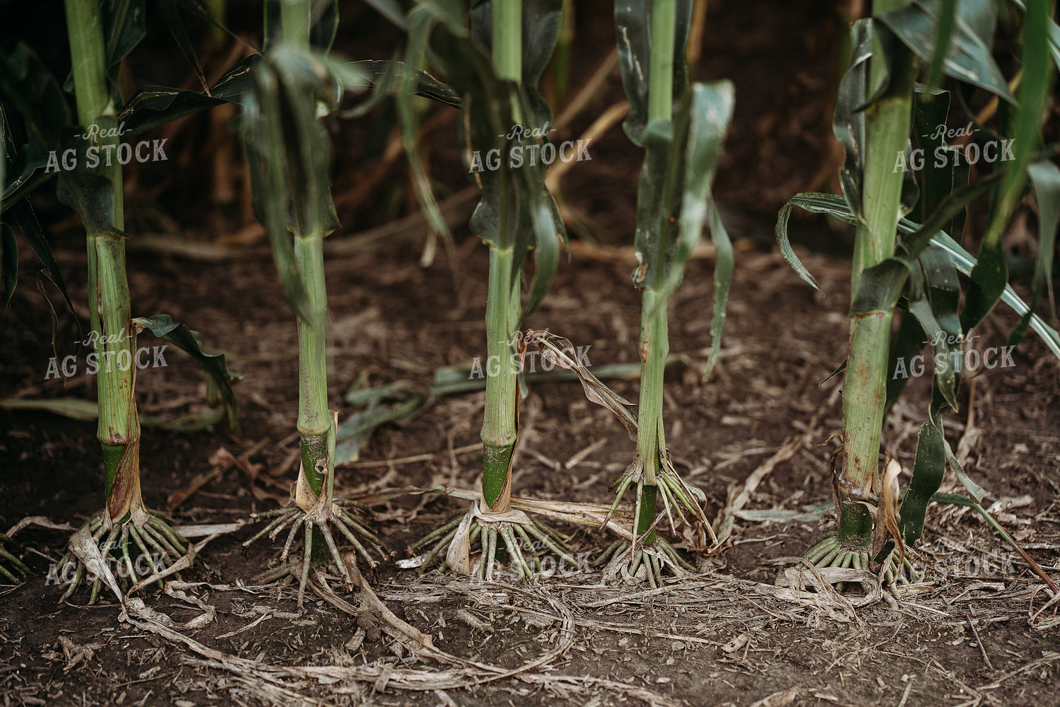 Corn Roots 196323