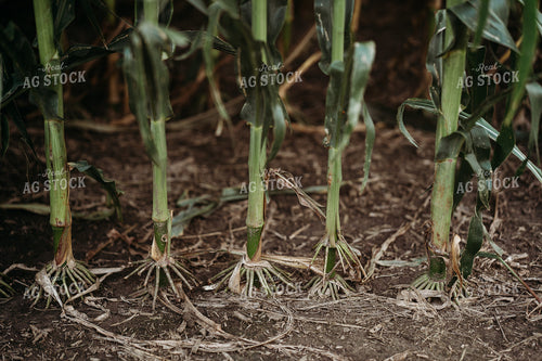 Corn Roots 196323