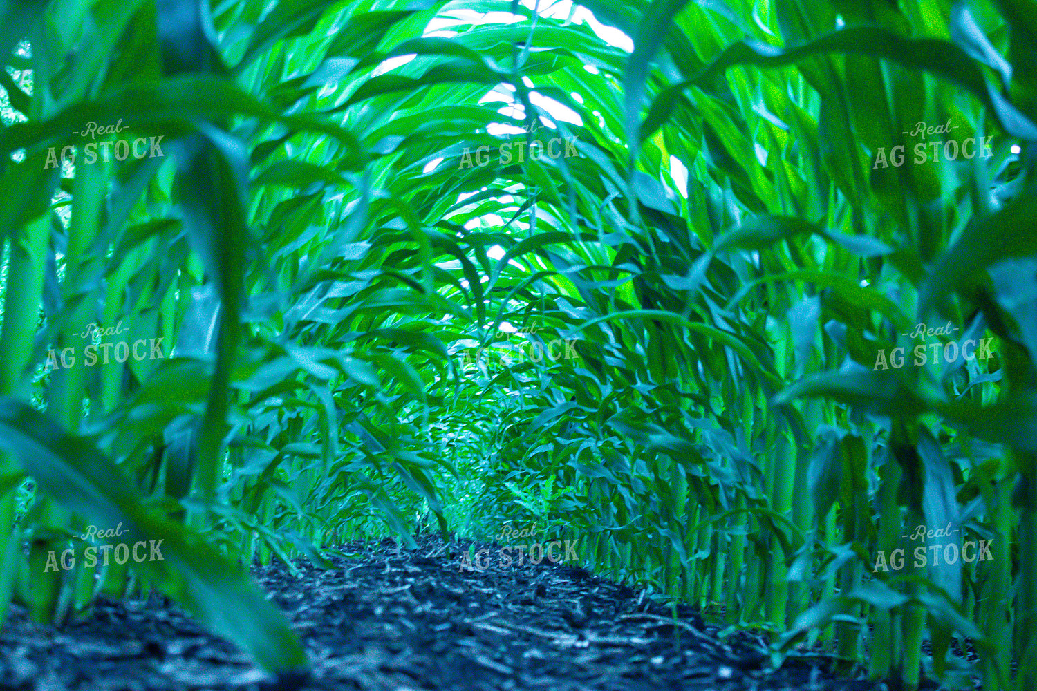 Midseason Corn Field 257035
