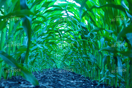 Midseason Corn Field 257035