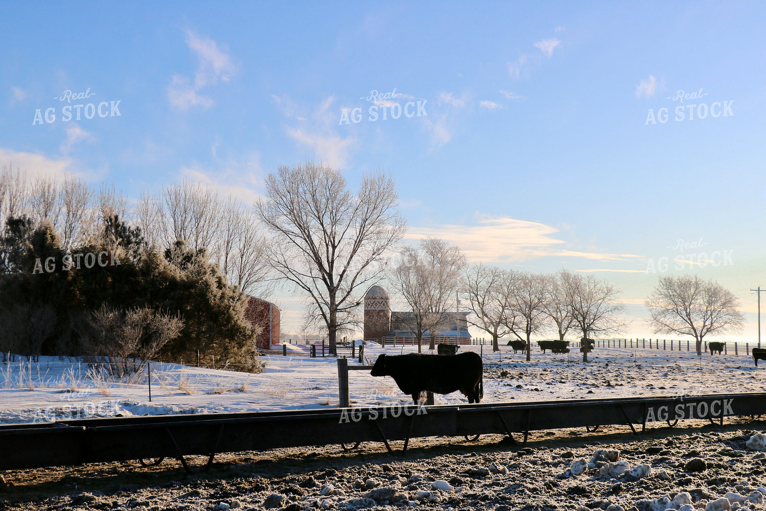 Angus Cattle in Snow 299194