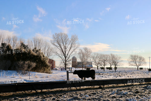 Angus Cattle in Snow 299194