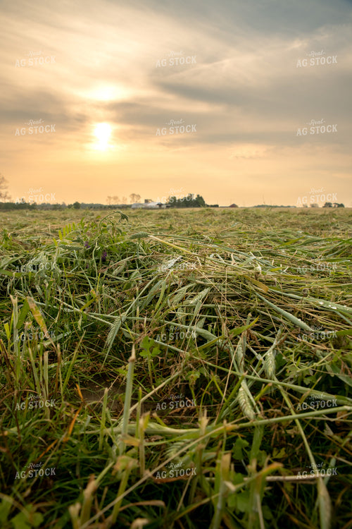 Cut Alfalfa 76451