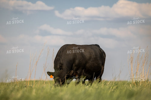 Angus Cattle 72174