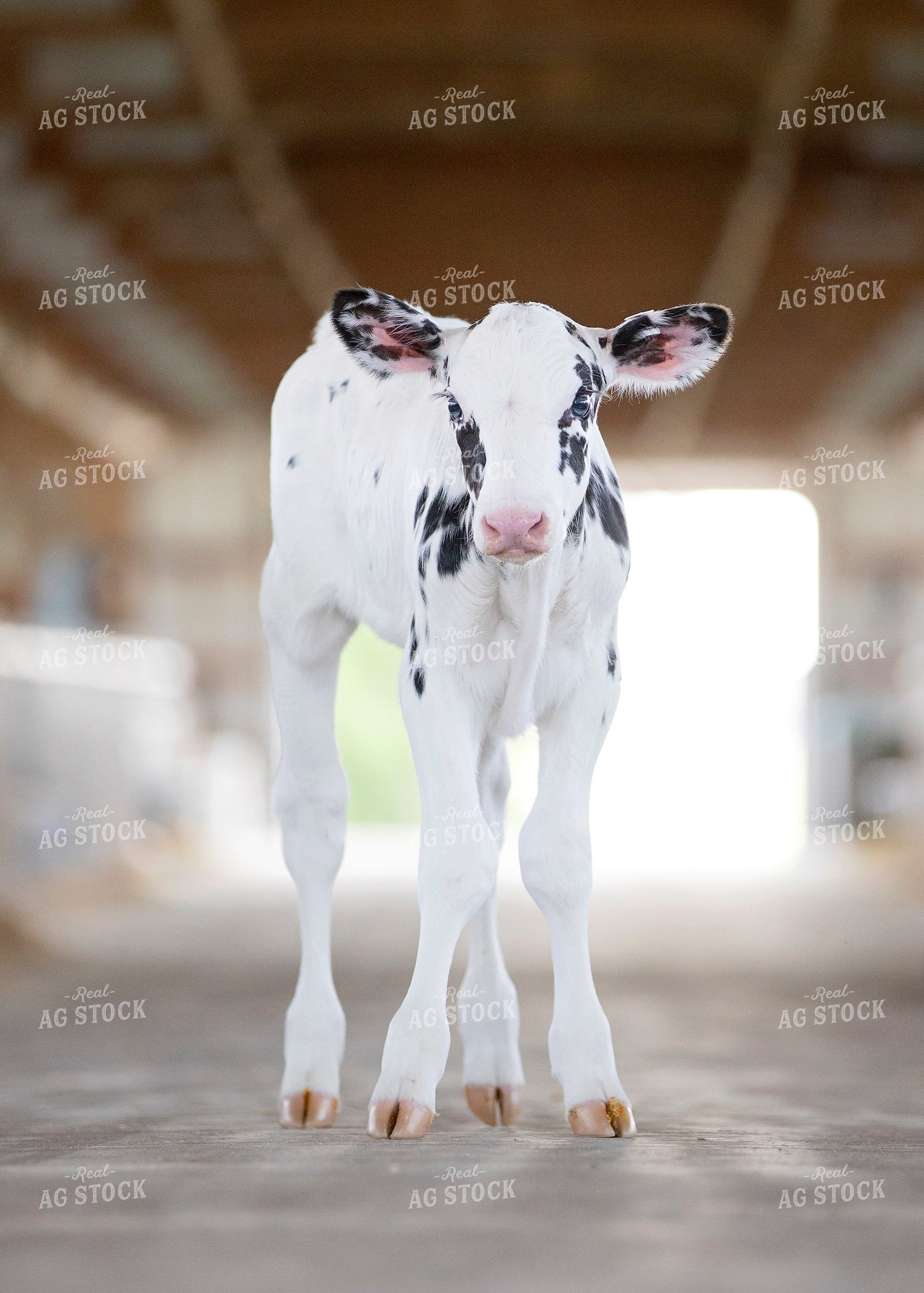 Dairy Calf in Barn 55101