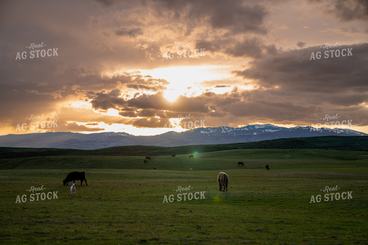 Tranquil Pasture Landscape with Grazing Animals at Sunset 65286