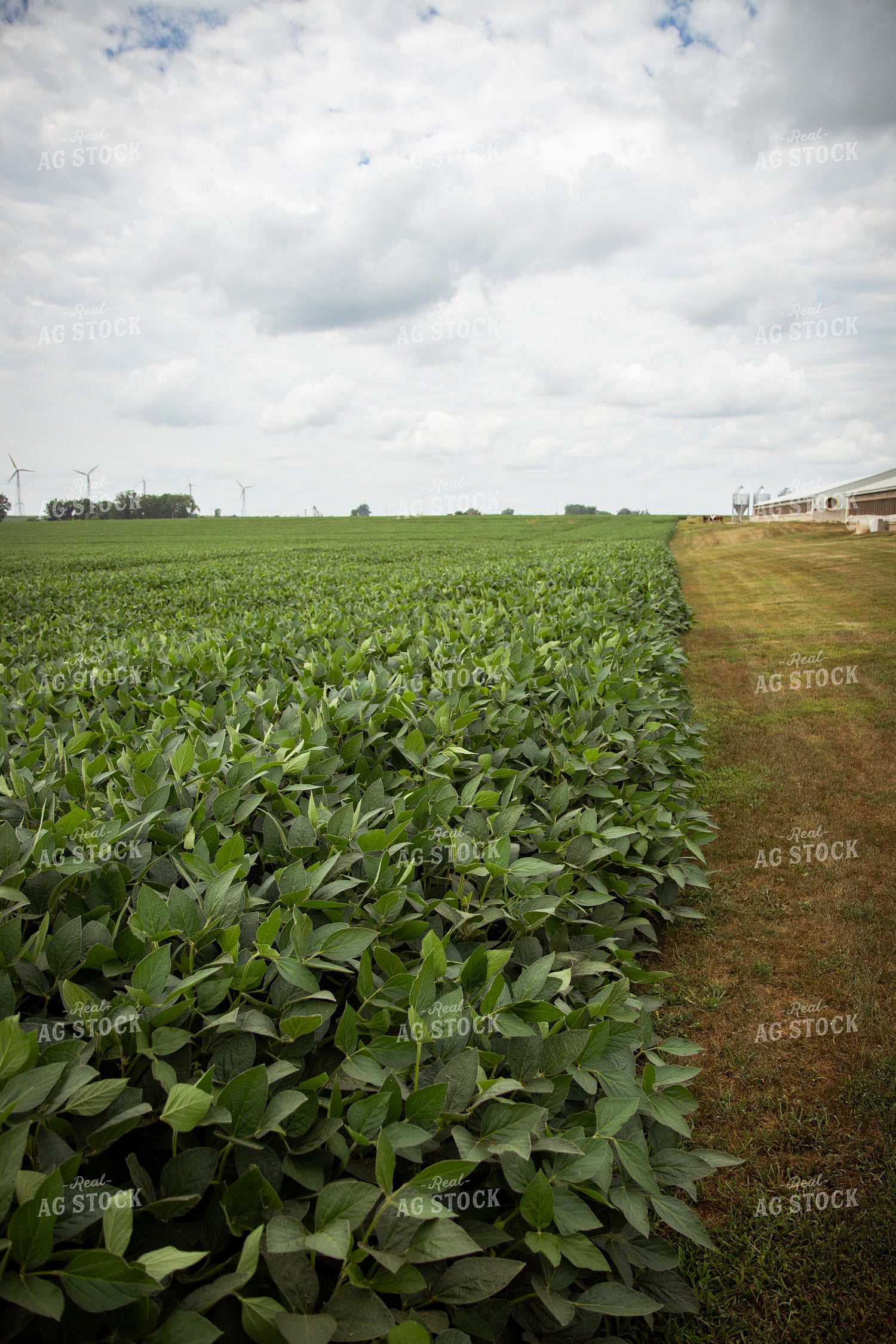 Midseason Soybeans 67810