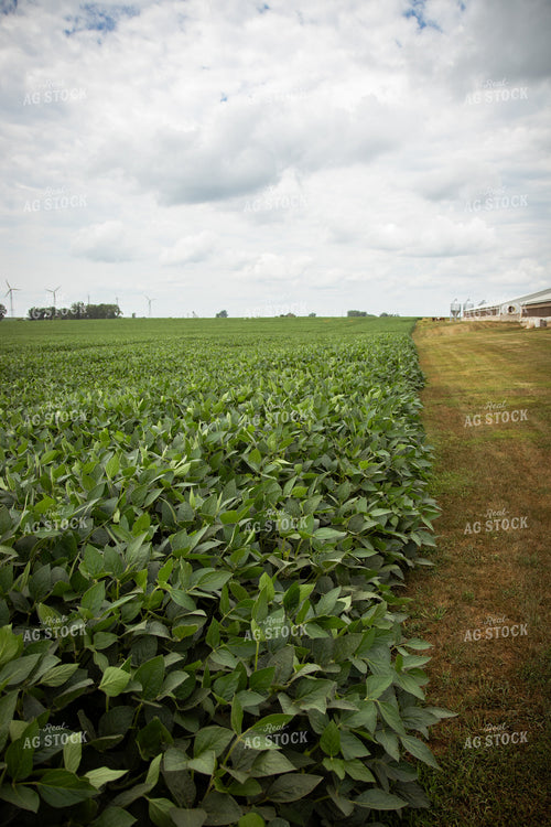Midseason Soybeans 67810
