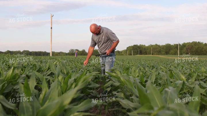 Farmer Checking Corn Field 9193 – Real Ag Stock