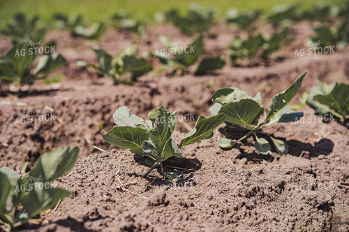 Cabbage Field 91030