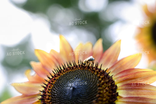 Bee on Sunflower 178146
