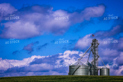 Grain Bin Over Tasseled Corn Field 214076