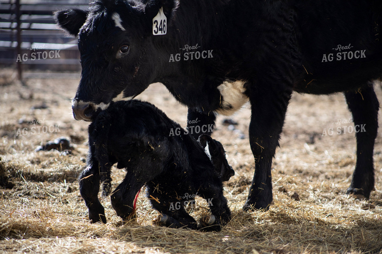 Angus Cow Calf Pair 117281