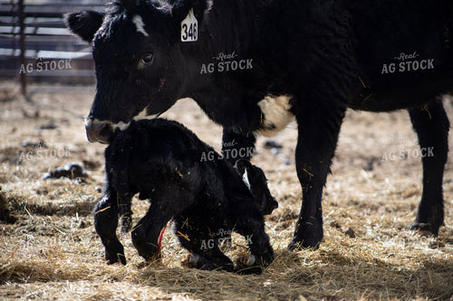 Angus Cow Calf Pair 117281