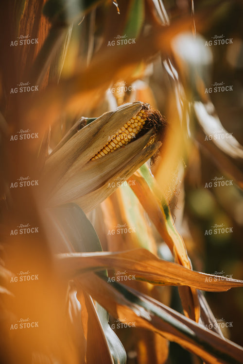 Dried Ear of Corn 4689