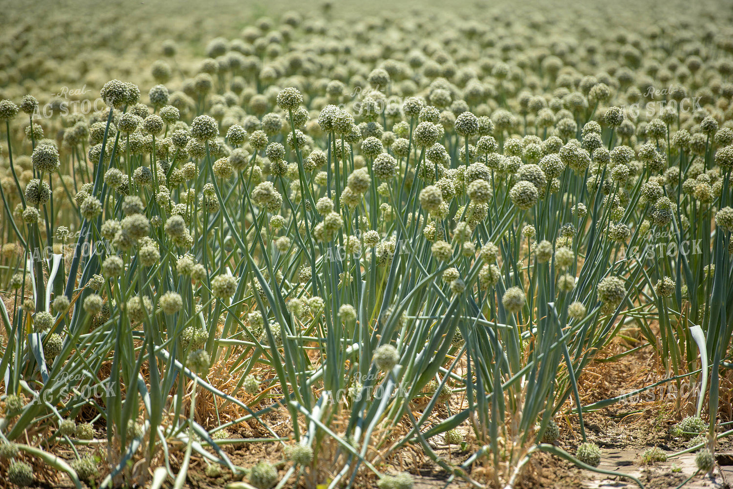 Commercial Onion Seed Flowering 57006