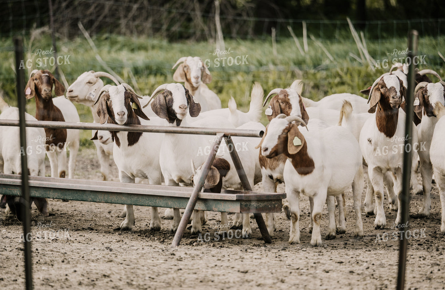 Goats 185135