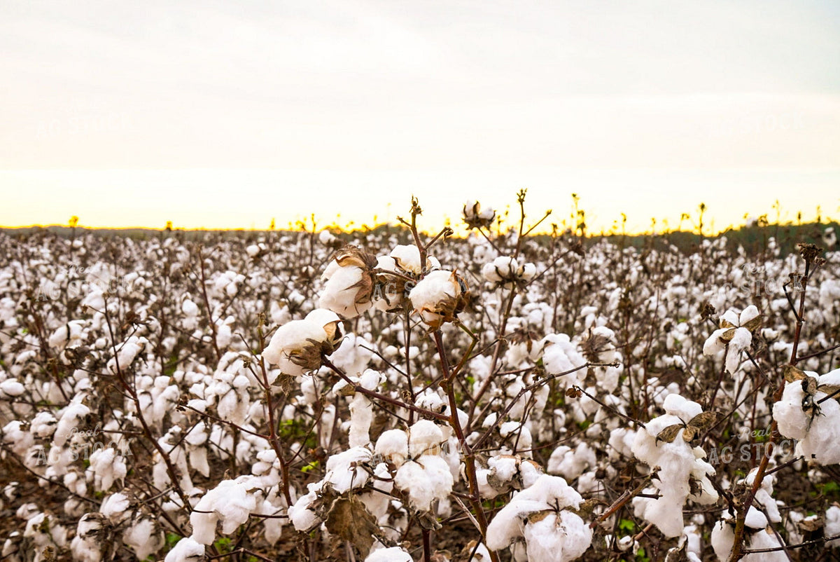 Open Cotton Bolls Ready for Harvest at Sunset 416002