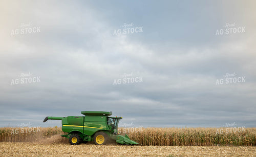 Corn Harvest 185254