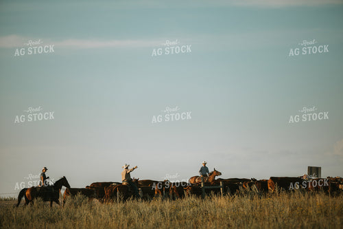 Rancher and Cattle in Pasture 6403