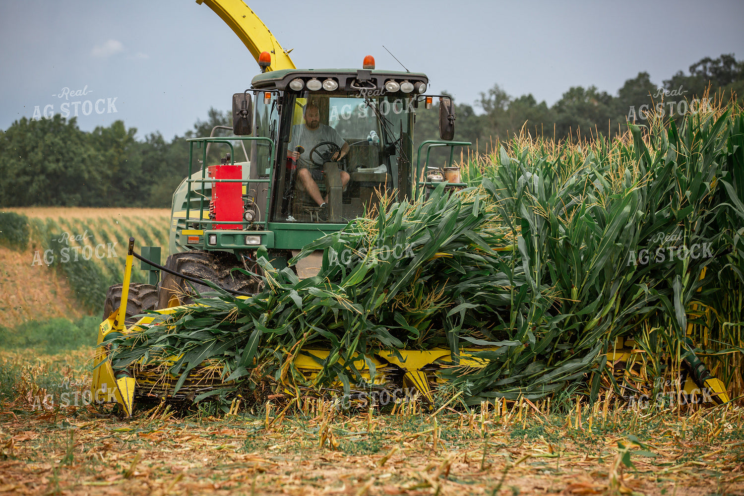Cutting Corn Silage 270619