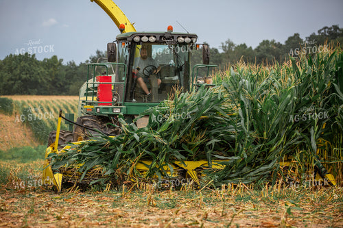 Cutting Corn Silage 270619