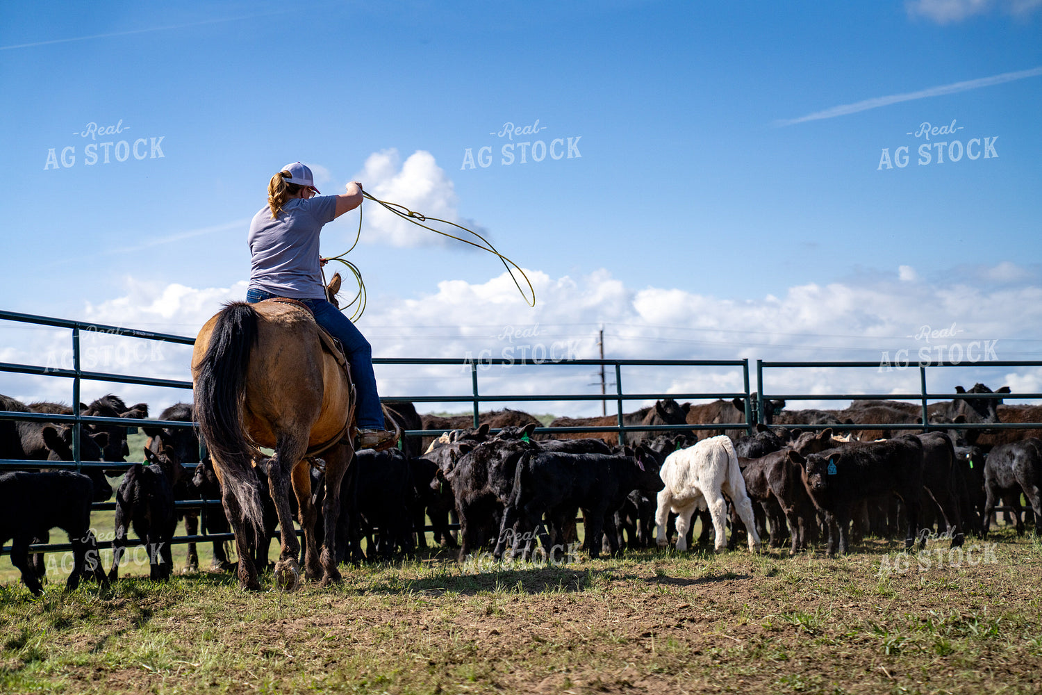 Cowgirl Roping Cattle on Horseback in a Ranch Corral Under Clear Sky 65346