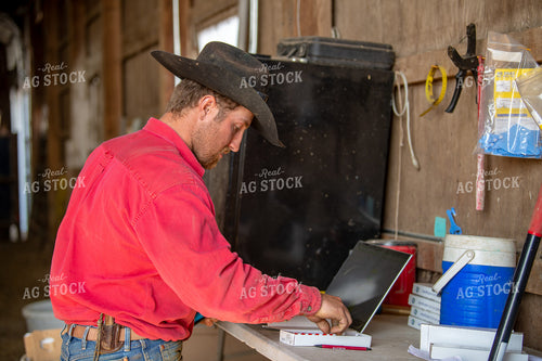 Ranchers Working Cattle 212156