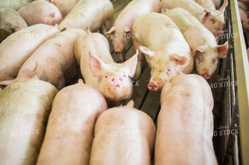 Finishing Pigs in Barn with Slatted Floor 3895