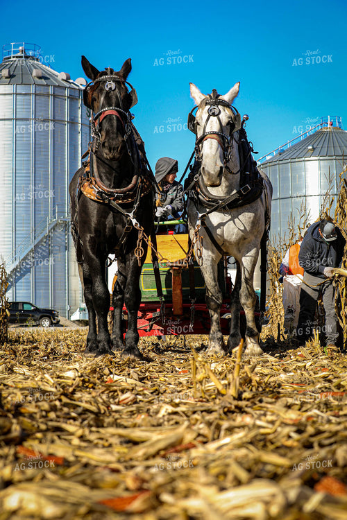 Horses Pulling Wagon for Old-Fashioned Hand Harvest 160006