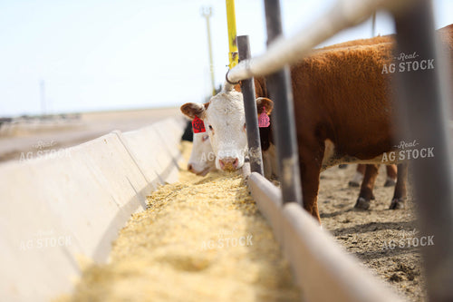 Cattle Eating Out of Trough 99010