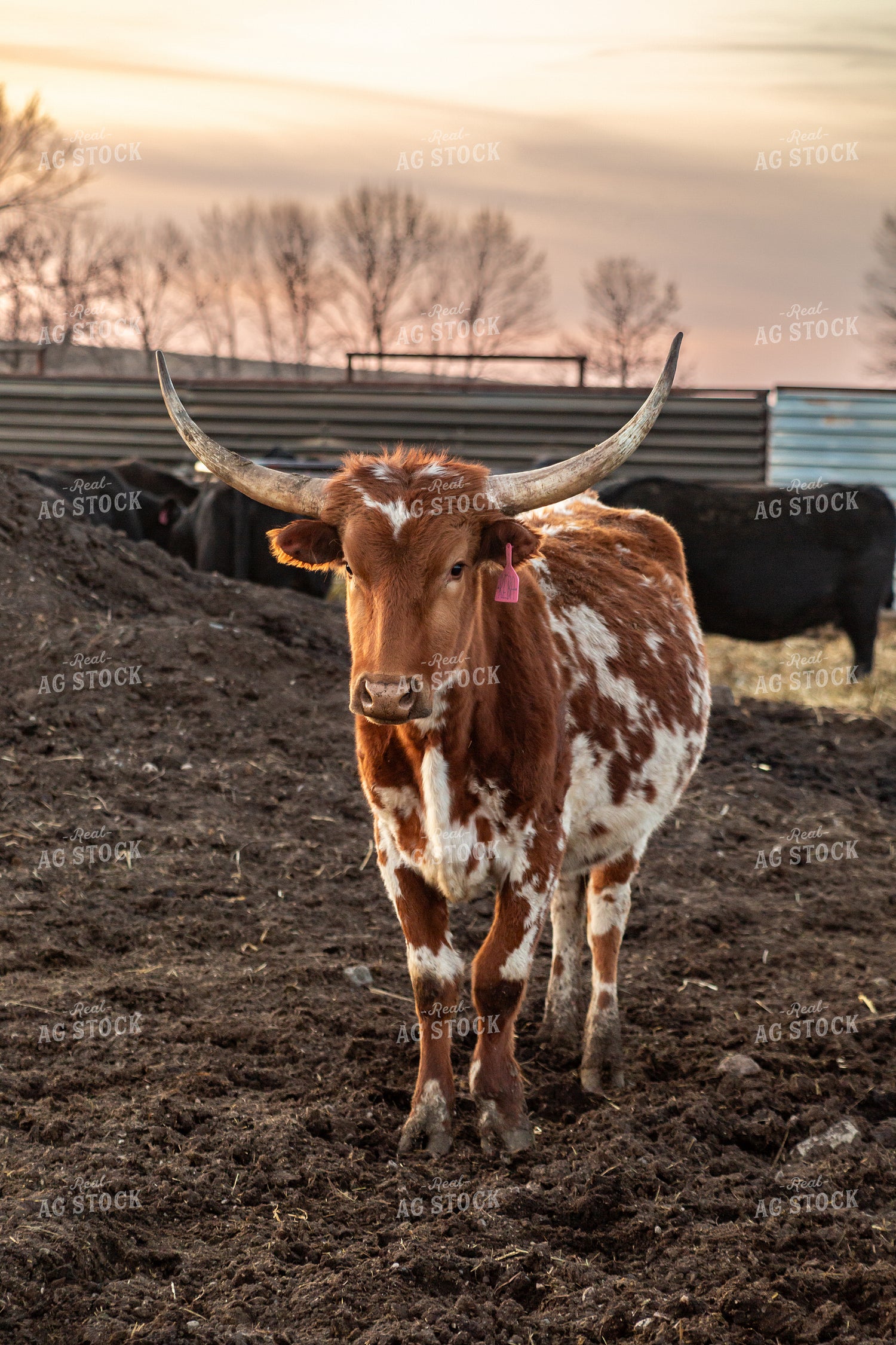 Longhorn Cow 155362