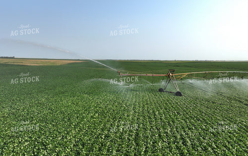 Pivot Irrigation System in Soybean Field 141159