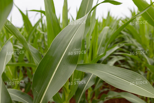 Corn Leaf 79317
