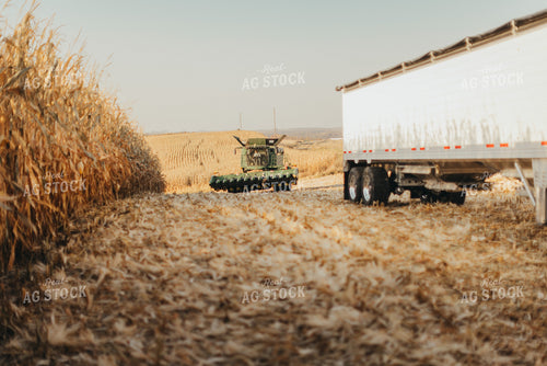 Corn Harvest 9479