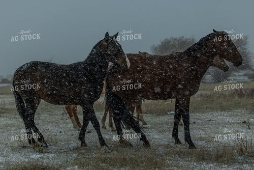 Horses in the Snow 304084