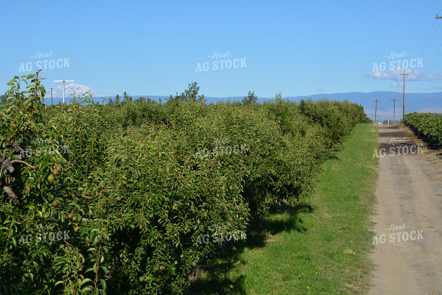 Orchard 198007